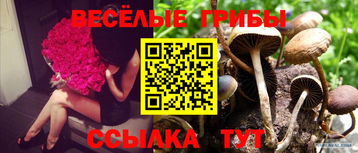 Галлюциногенные грибы MAGIC MUSHROOMS  Галлюциногенные грибы прущие грибы  сколько стоит  Обнинск  Вход с VPN 
